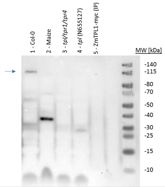 Western blot using anti-TPL1 rabbit antibodies